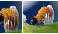 毛毛虫变蝴蝶的秘密