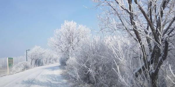 我在树上哭了。