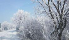 面对那棵树我流泪了