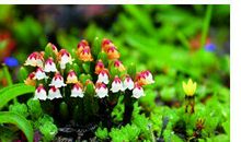 大自然给我的惊喜