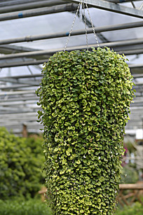 挂着蓝色的梦想