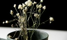 盲从是一棵枯萎的草