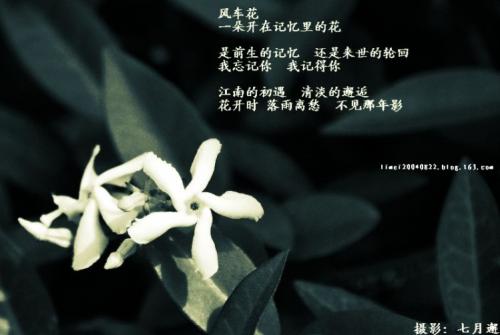 鲜花深度