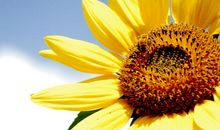 向着初升的太阳微笑