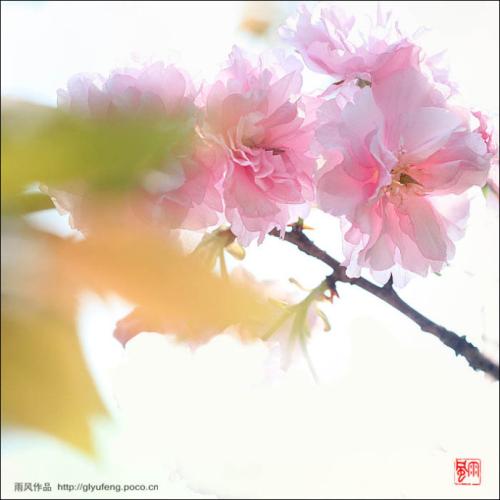 温暖的春风