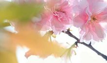 那一缕温暖的春风