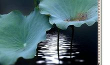 读书是一种品味