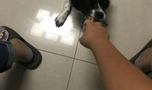 我的愿望是当一回狗