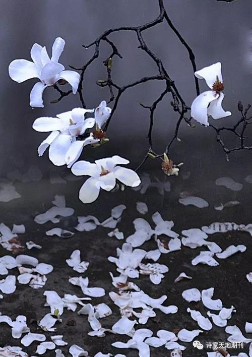 粗鲁的