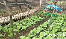 乡村的菜园真迷人