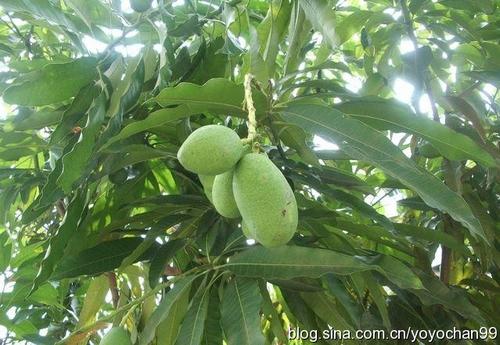 芒果树在校园里