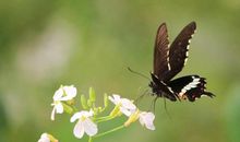 我想当一回蝴蝶