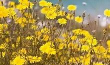 心中文明花香满径