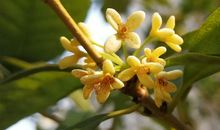 我常常想起那株桂花