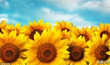 挫折其实也很美丽