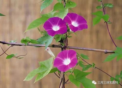 伴随着开花