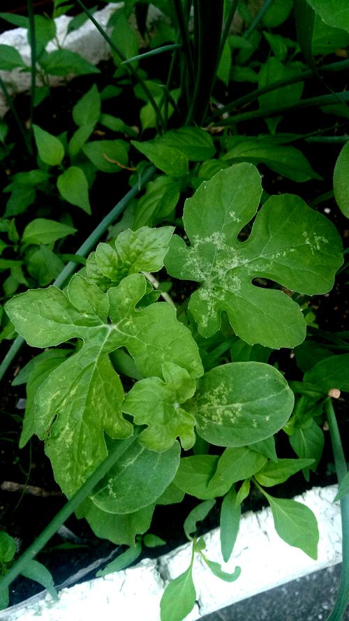西瓜种植日记