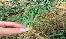 一株小苗的启示