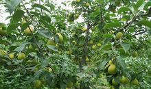 我的植物朋友梨树