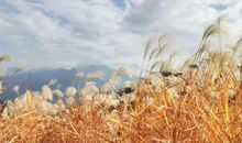 落满阳光的芦苇荡