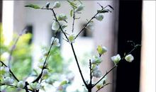 苦寒砺得梅花香