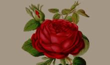 心间开出感恩之花