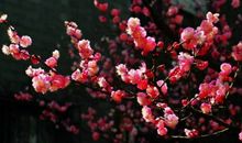 我的心花儿开了