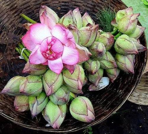 这足以有莲花。