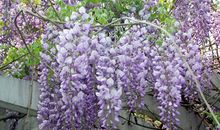 校园里的紫藤花