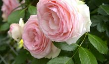 那个有你的季节