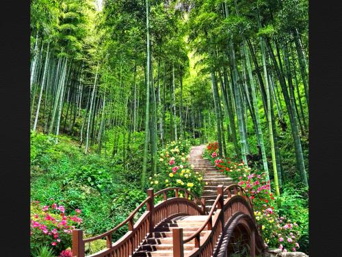 竹森林风景