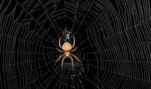 蜘蛛给我的启示_800字