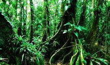 热带雨林探险作文