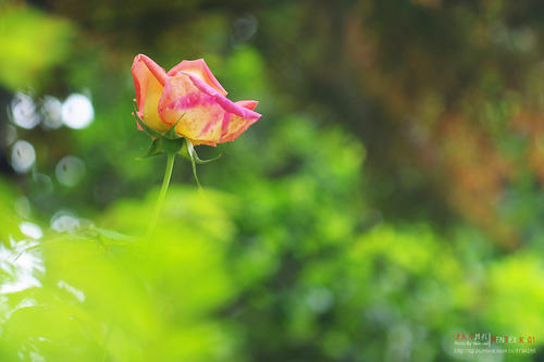 我是一个月花。
