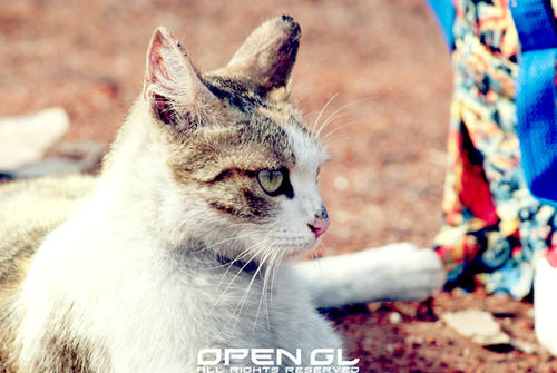 遇见一只猫