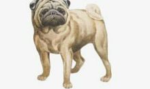 共享时代和癞皮狗