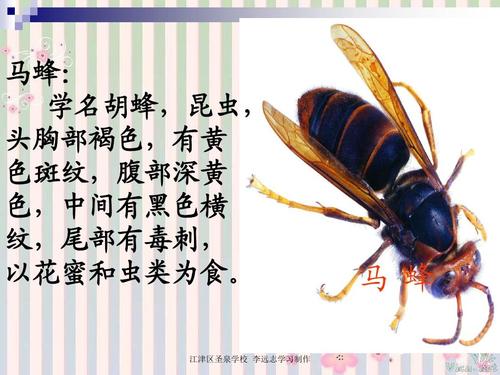 第一次刺大黄蜂的巢
