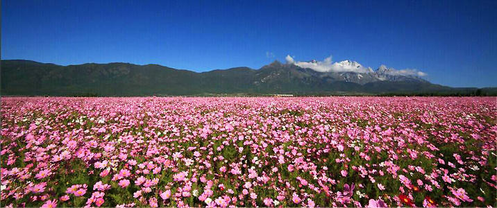 醉酒的花海