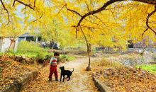 银杏树下妈妈的背影