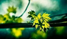 坦然使生活美丽