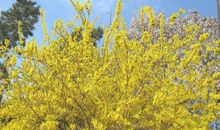 愿每个有你的日子都是春天