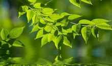 我眼中的那抹绿