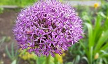 植物园里的春天