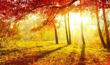 五颜六色的秋雨