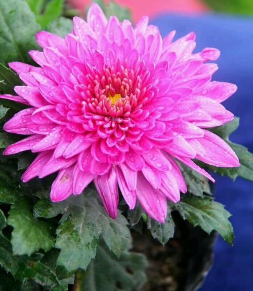 菊花，我爱你