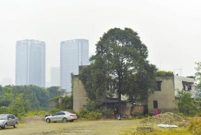 老房子外的香水