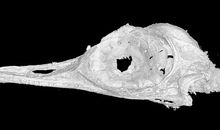 四年级琥珀形成过程的作文