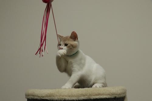 小猫