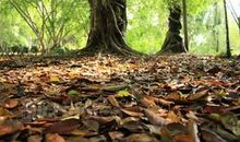 落叶不只为归根