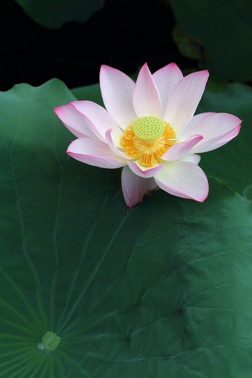 像莲花一样的心